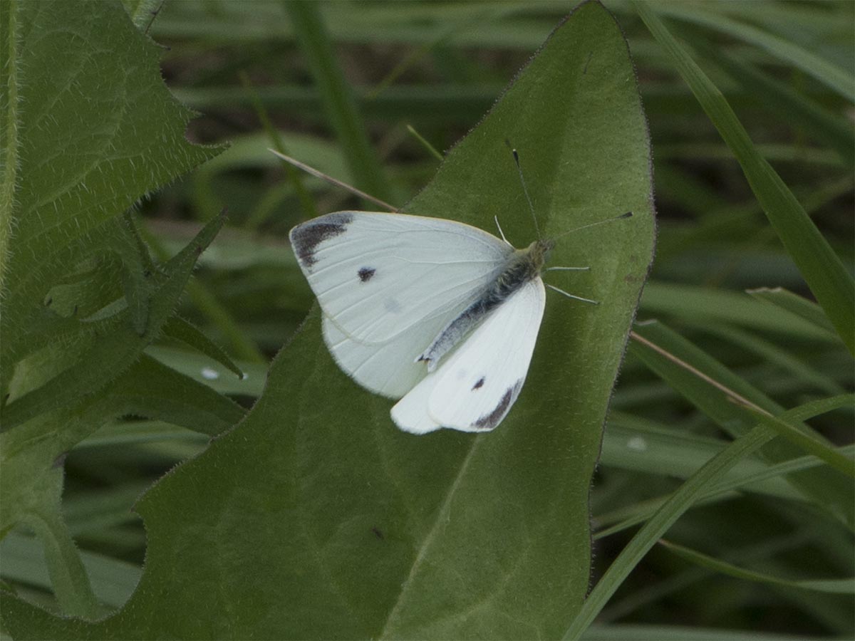 Pieris rapae